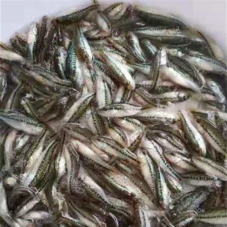 加州鲈鱼苗   品质有保障