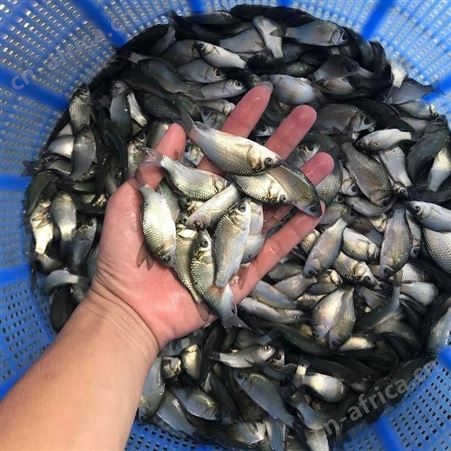 中科三号鲫鱼苗 鲫鱼苗 鲫鱼水花 鲫鱼种苗 东北鲫鱼苗 湘云鲫鱼苗  鲫鱼水花