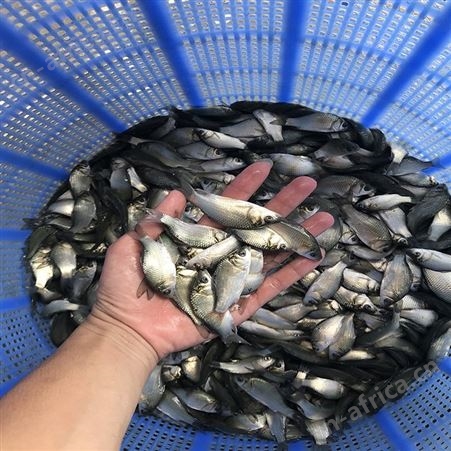 白鲫 苗场直销鲫鱼苗 厂家供应鲫鱼苗