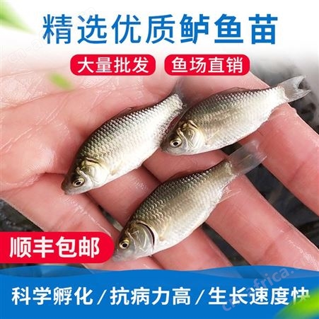 金鲫 批发鱼苗 鱼苗基地批发