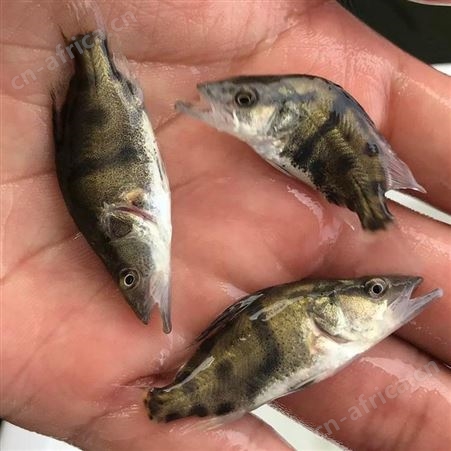 桂花鱼 高成活率鳜鱼苗 鱼苗市场供应