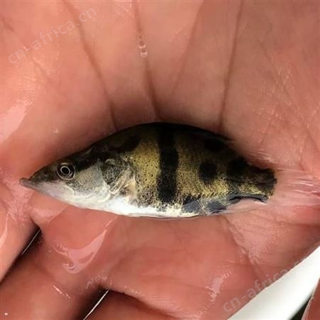 桂花鱼苗 翘嘴鳜鱼 桂鱼苗 鳜鱼苗 季鱼苗 鳌花 广东正宗翘嘴桂花鱼苗