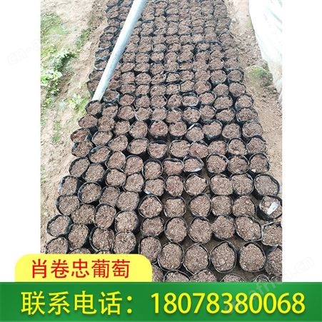 桂林阳光玫瑰脱毒苗-葡萄种植基地货源直发