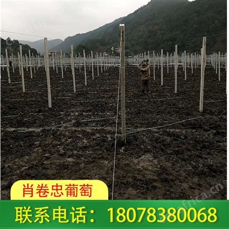 广西南宁各种果园棚架搭建业务都承接