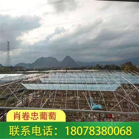 钦州葡萄膜批发请选聚乙烯葡萄常用Po膜