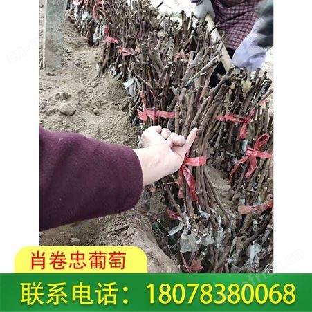 广西蓝宝石葡萄苗种植园供应