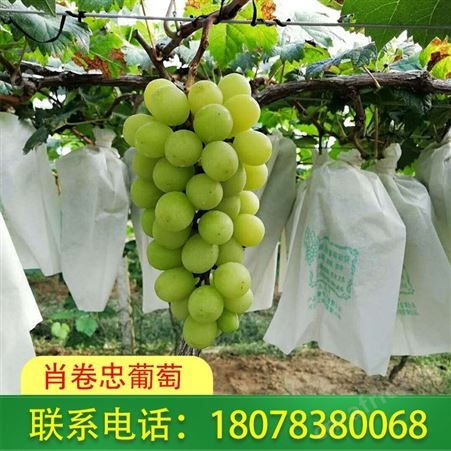 南宁阳光玫瑰葡萄价格合适-订购致电肖卷忠葡萄
