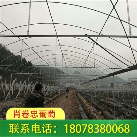广西贵港钢结构连栋大棚厂家实践经验丰富