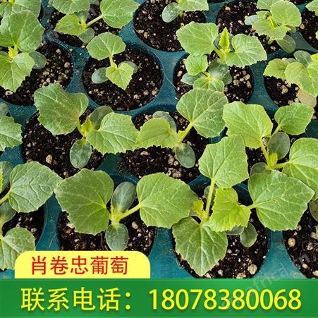 龙胜天山美西瓜苗种植请认准肖卷忠葡萄基地