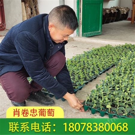 广西贺州西瓜苗营养杯育苗基地直销