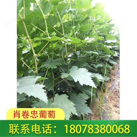 贵港葡萄种植 广西甜蜜蓝宝石葡萄苗出售中