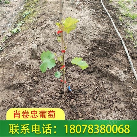 桂林阳光玫瑰脱毒苗-葡萄种植基地货源直发