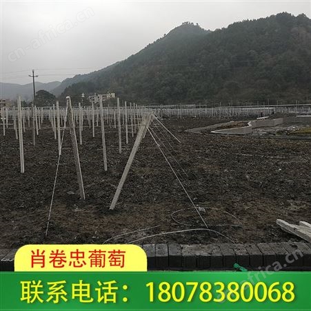 龙胜水泥杆连体小棚-葡萄架搭建报价合理