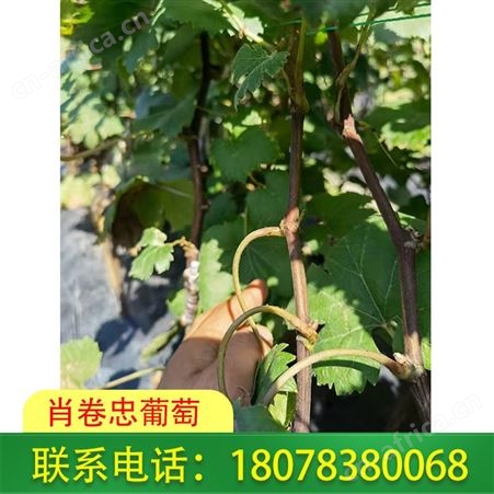 广西贵港妮娜皇后葡萄苗100株起批，有需请致电