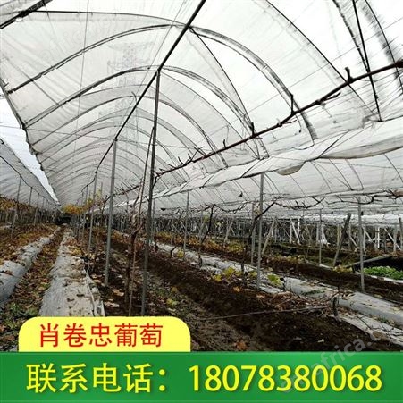 全州大棚工程-广西钢管蔬菜大棚制作
