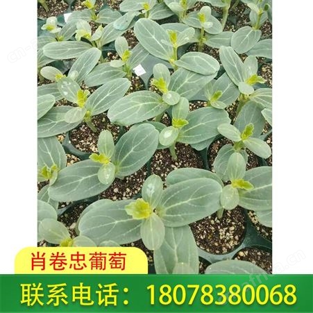 肖卷忠葡萄基地供应多品种西瓜苗，远销广西桂林等地