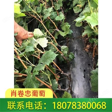 玉林阳光玫瑰葡萄苗管理技术 放心选择肖卷忠