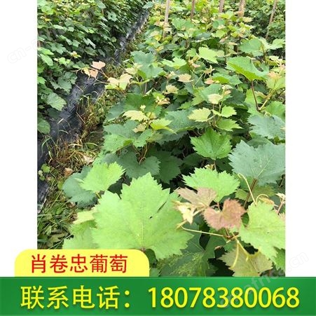 广西贵港妮娜皇后葡萄苗100株起批，有需请致电