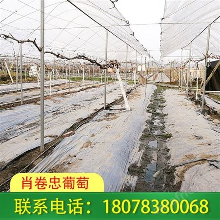 钦州钢管棚架-广西钢架大棚公司期待您的光临