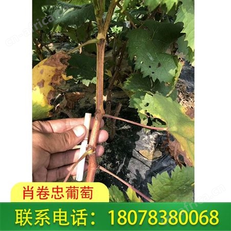 广西北海阳光玫瑰葡萄苗一株报价很便宜