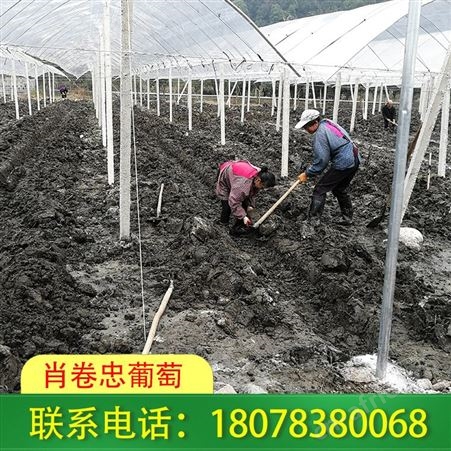 广西玉林百香果搭架 棚架选用水泥柱实用性强