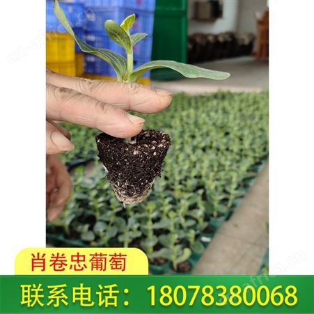 肖卷忠葡萄基地供应多品种西瓜苗，远销广西桂林等地