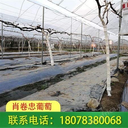 全州大棚工程-广西钢管蔬菜大棚制作