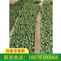 肖卷忠葡萄基地供应多品种西瓜苗，远销广西桂林等地