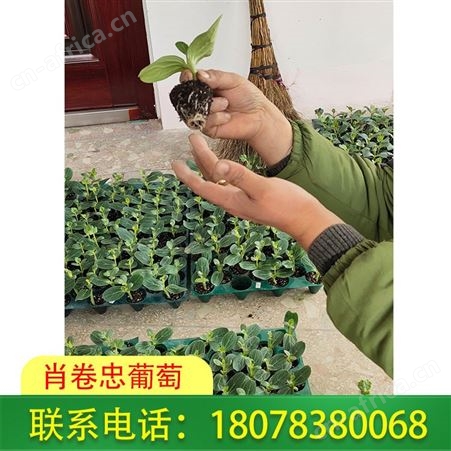 广西荔浦大甜王|小甜王西瓜苗供应