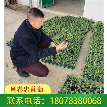 平乐天山美西瓜苗大量出售，越吃越好吃的西瓜品种