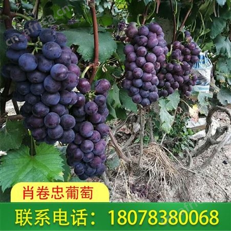广西桂林兴安鲜食巨峰葡萄订购认准肖卷忠基地