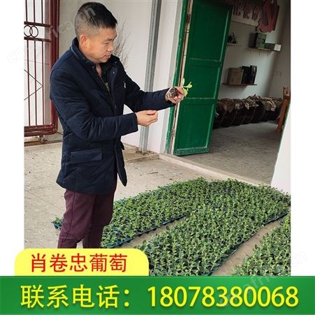 广西荔浦大甜王|小甜王西瓜苗供应