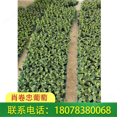 平乐天山美西瓜苗大量出售，越吃越好吃的西瓜品种