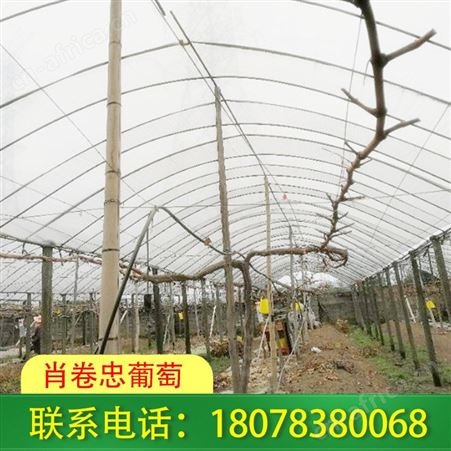 广西玉林百香果搭架 棚架选用水泥柱实用性强