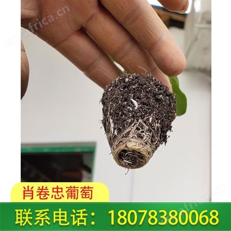肖卷忠葡萄基地供应多品种西瓜苗，远销广西桂林等地