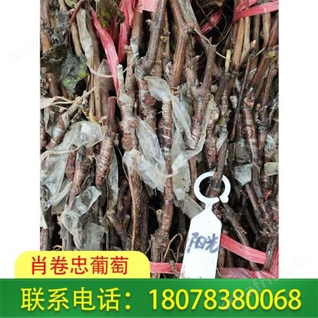 广西阳光玫瑰葡萄苗基地诚信经营