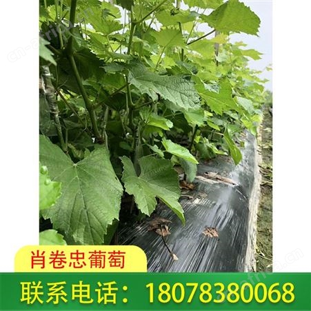 广西5BB阳光玫瑰葡萄苗基地供应品质繁多葡萄苗