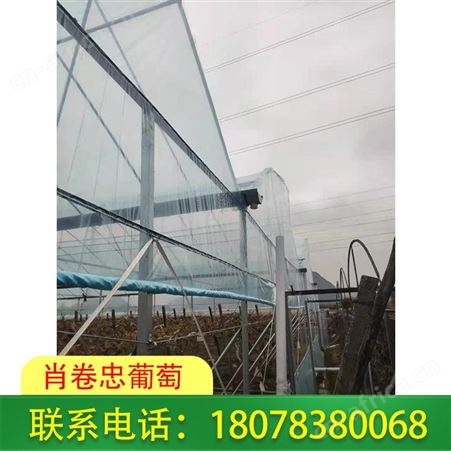 钦州葡萄膜批发请选聚乙烯葡萄常用Po膜