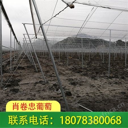 灵川钢管棚架_连栋大棚公司施工快捷