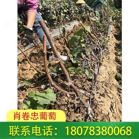 广西蓝宝石葡萄苗种植园供应