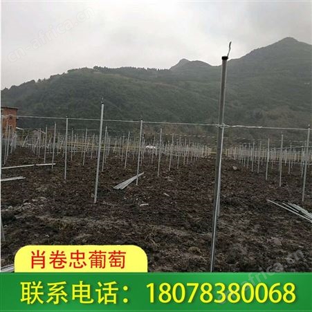 广西大棚搭建_梧州温室制作工程