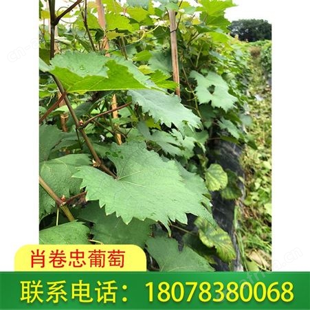 玉林妮娜皇后葡萄 公主女皇王后葡萄树苗南方北方种植当年结果