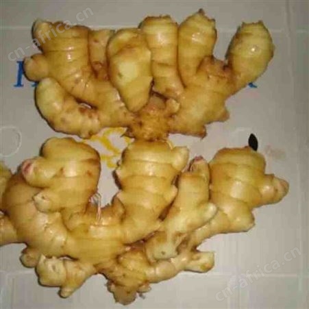 黄姜 山农一号生姜 色泽鲜润肉质肥厚 玉名种植