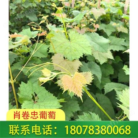 广西5BB阳光玫瑰葡萄苗基地供应品质繁多葡萄苗