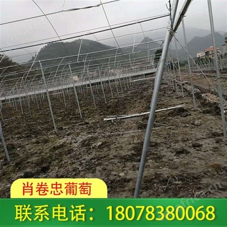 龙胜钢管蔬菜大棚架子，我们常年承接搭建工程