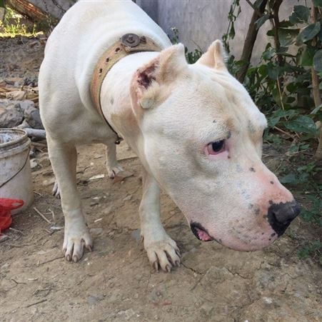 育肥宠物玩赏杜高犬 幼犬 采食性广 耐粗饲 好养易活
