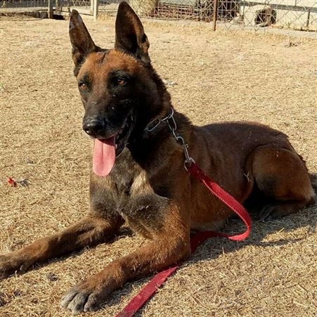 马犬养殖技术 成年改良犬 出售适应性强 服从度高