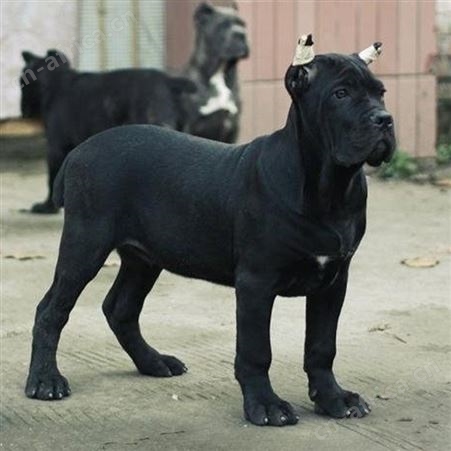 科学养殖中亚牧羊犬 宠物犬 体型匀称 提供技术指导 明茂