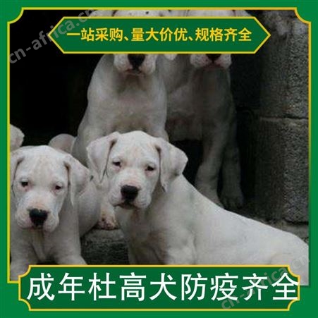 成年杜高犬防疫齐全 体高55cm 数量888 毛色白色