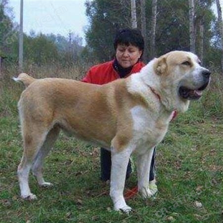 活体散养中亚牧羊犬 被毛光滑柔软 抗病能力强 饲养简单 明茂